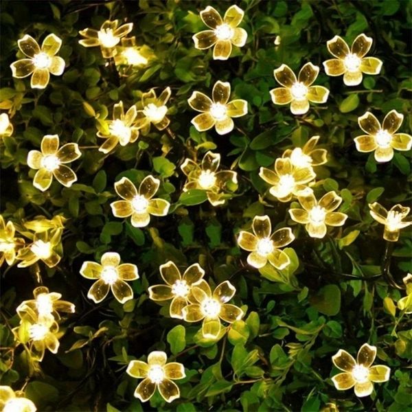 DAISYGLOW