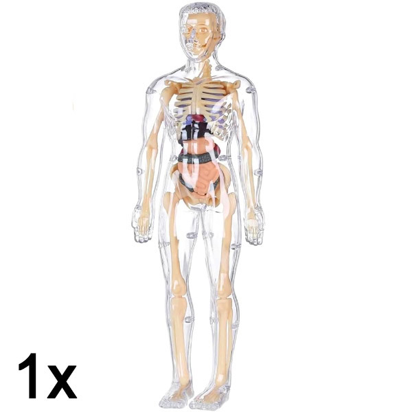 1x 3D model anatómie ľudského tela | FLESHTOPIA