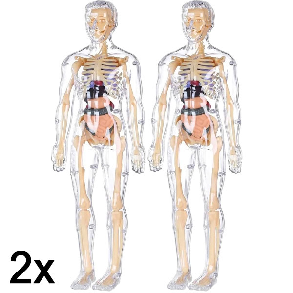 2x 3D model anatómie ľudského tela | FLESHTOPIA